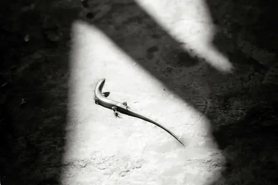 Mesopotamia, photograph 7